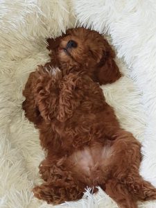 Antistres PET Čupavac