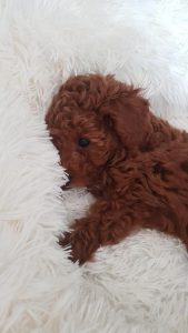 Antistres PET Čupavac