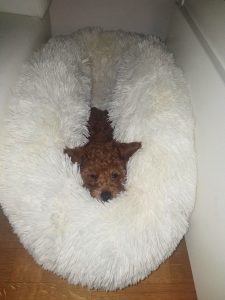 Antistres PET Čupavac