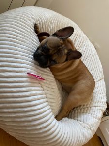 Pet Štraftica White