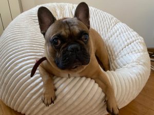 Pet Štraftica White