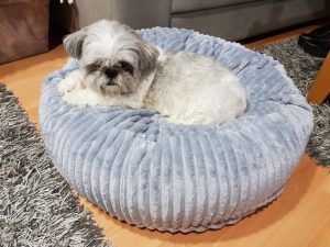 Pet Štraftica LightGrey