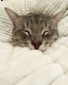 Pet Štraftica White