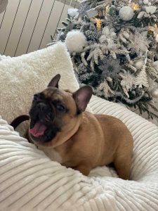 Pet Štraftica White