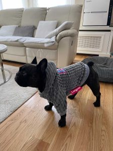 PET Dremko Šišmiš